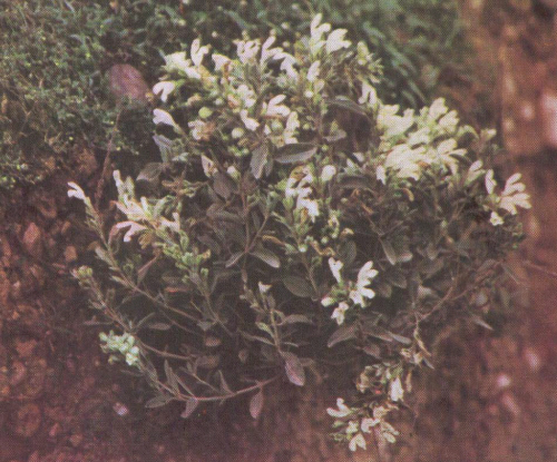 Dracocephalum kotschyi